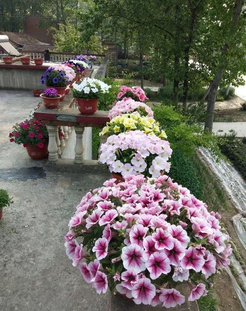 南阳台适合养殖的植物