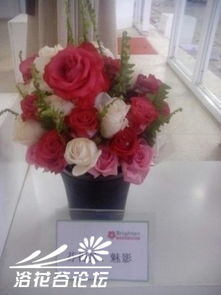 卡罗拉月季：红色火焰的激情