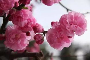 图片中的那株， 价格如何