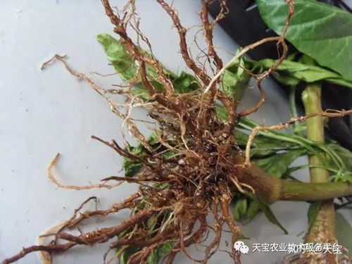 百菌清灌根， 促进根系生长