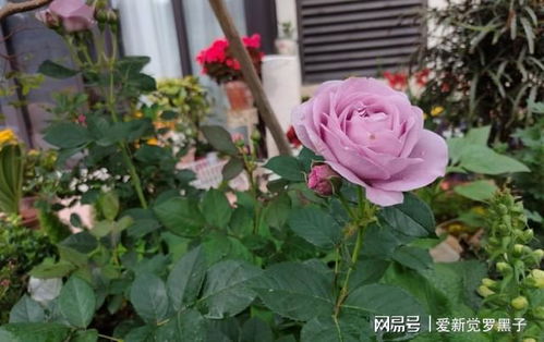 新手养花， 这些花草蕞适合入门