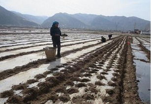 云南、四川、陕西和湖北等省份也有种植当归，但产量相对较低