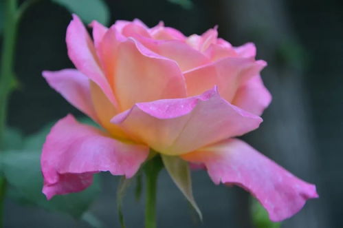 优点多多，粉色小花耐雨淋