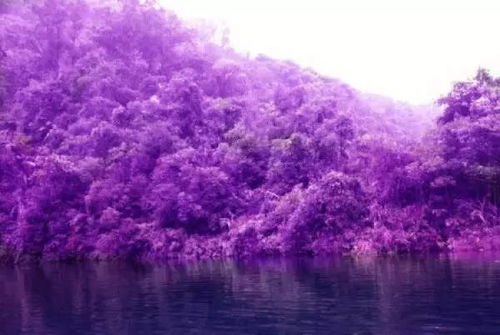 勿忘我高清美图来袭！这些花海