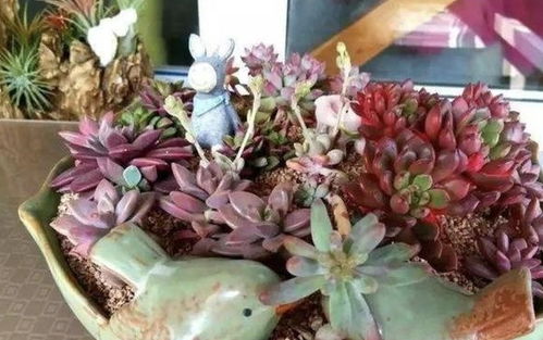 冬季露养花卉， 这些品种不怕冷