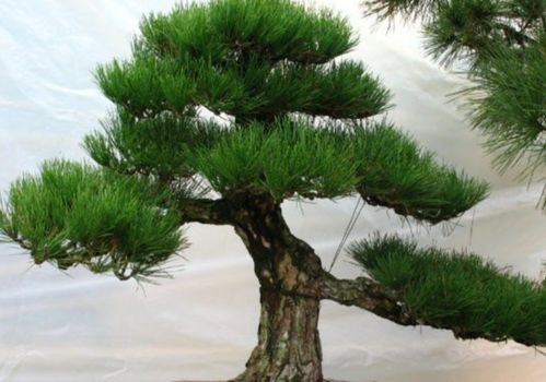 夏天来了黑松浇水要讲究啊嗯！