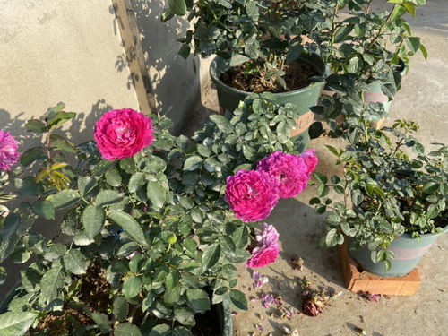 天方夜谭月季， 深桃红的花朵引人注目