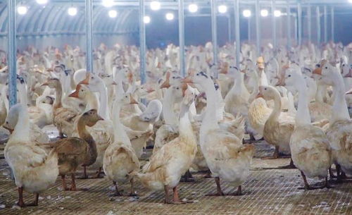 创新养殖技术，提升畜禽出栏效率