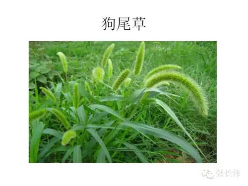 三、增收型花草种植方案