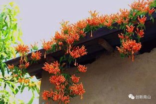 庭院绿化大作战：河北篇