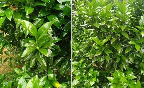 常见病虫害，你认识几个？