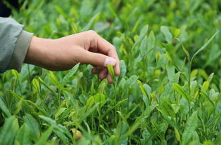 茶叶种植，除草剂是个啥玩意儿？