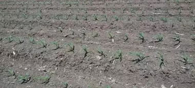 玉米田里的顽固杂草，如何彻底清除？