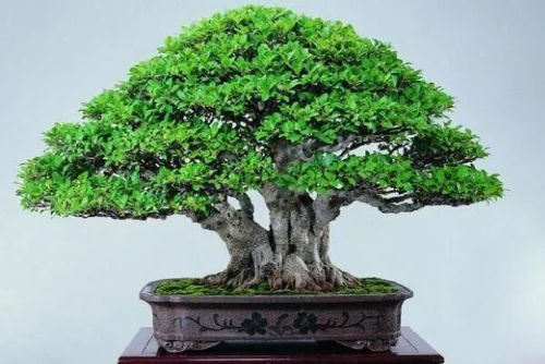 盆景佛手如何修剪造型？