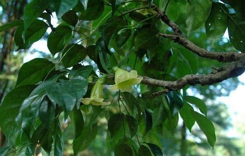海南菜豆树养护，如何让植物茁壮成长