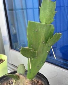 蟹爪兰扦插， 轻松爆盆的小技巧