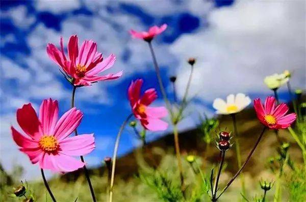 1. 选择合适的移植时间