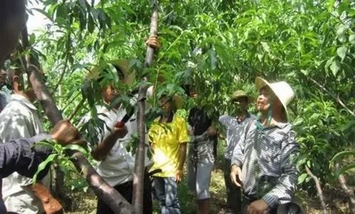 如何用土办法有效治疗桃树流胶病，防止病情加重