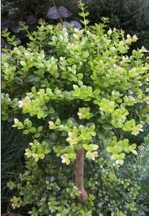 存活率对比， 这些草种耐阴又顽强