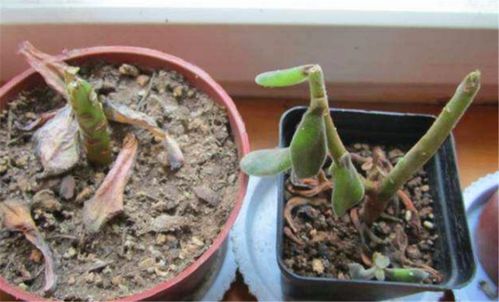 蚯蚓养殖， 自然松土好帮手