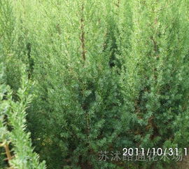 刺柏与柏树：形态与生长习性大揭秘