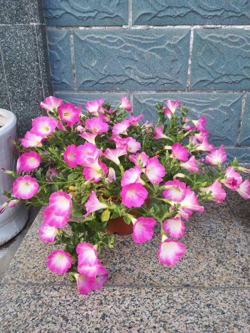 八九月种花秘籍：三种花存活率高，快来学学！