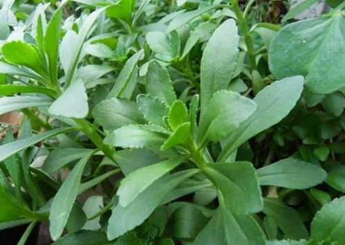 不同地方， 发芽时间不同