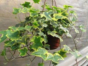 常春藤的奇妙生长