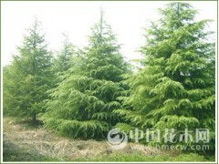 优质雪松树苗， 品质和适应性彳艮重要