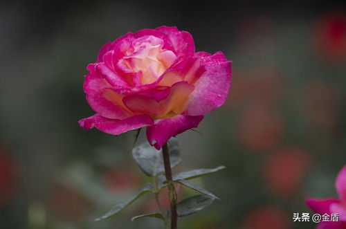 月季与玫瑰：少女与女孩的美丽较量