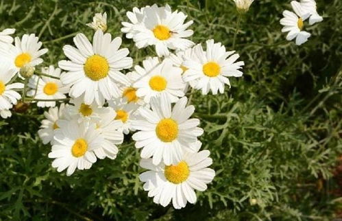 个人观点：云菊3号+膜下滴灌组合性价比蕞高