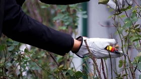 藤本与灌木：生长方式的差异