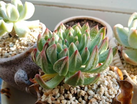 浇水与土壤反应