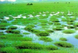 沼泽， 一个神秘的地方