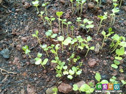 菜苗的小担忧：乙草胺的影响大不大？