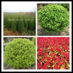 一、 植物简介：大叶黄杨球与海桐球