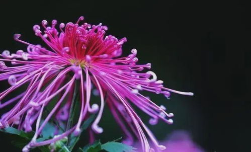菊花色彩斑斓，不同颜色代表什么含义
