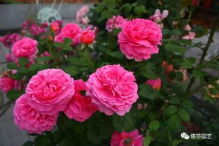 安布里奇月季的“颜值”与“才华”