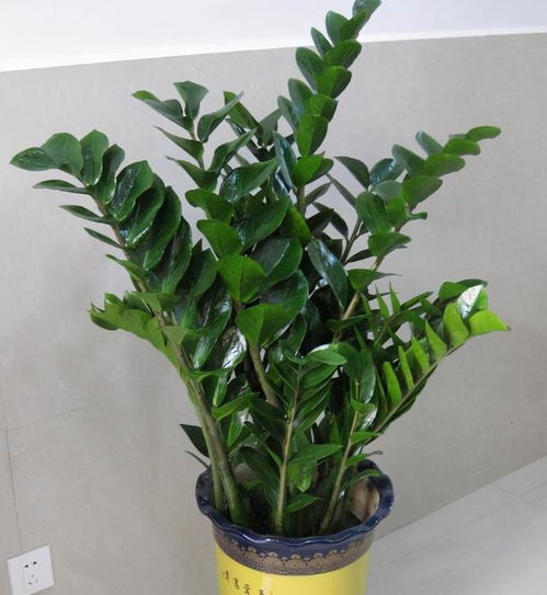观叶植物花卉有哪些？室内好养的大型绿植推荐