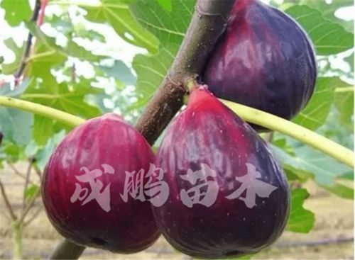 新品种果树苗有哪些？这几种适合你