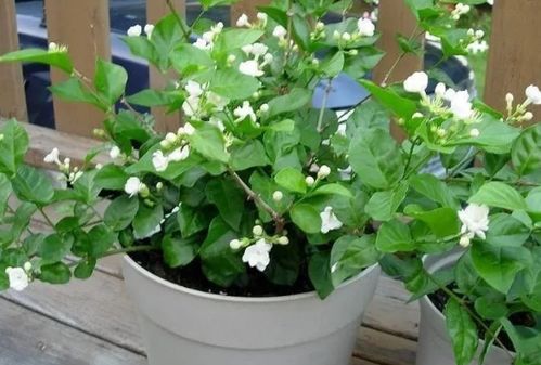 合理施肥，营养均衡是关键