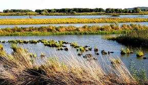 水库湿地中的美丽风景