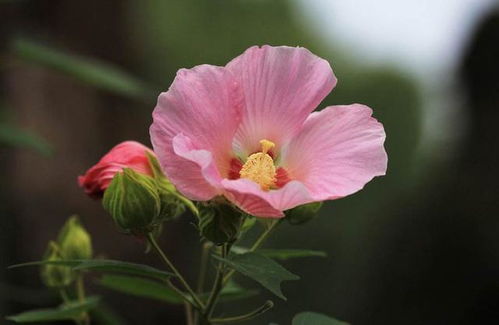 木芙蓉蕾不开花原因及花期揭秘，爆款花卉必看！