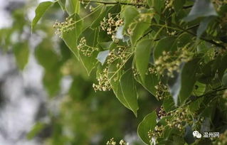 种子发芽的条件