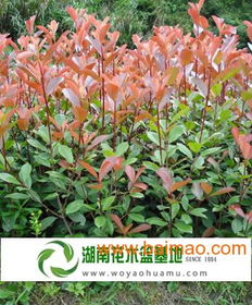 红叶石楠扦插苗的价格揭秘