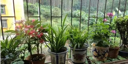 家庭自制花卉肥料：简单配方