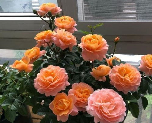 选择合适的土壤和花盆