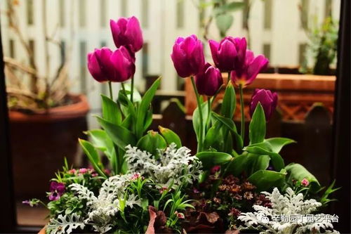 保持通风， 适合新手种植