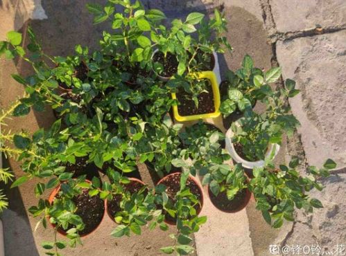 月季激素苗的呵护之道