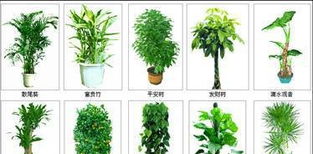 草坪植物的选择